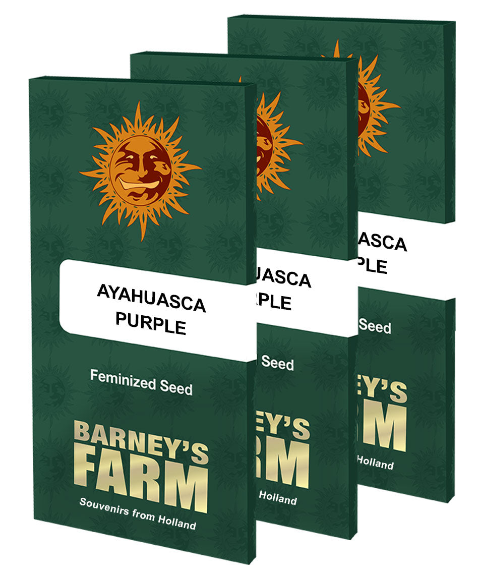 Barney's Farm Ayahuasca Purple, feminisiert