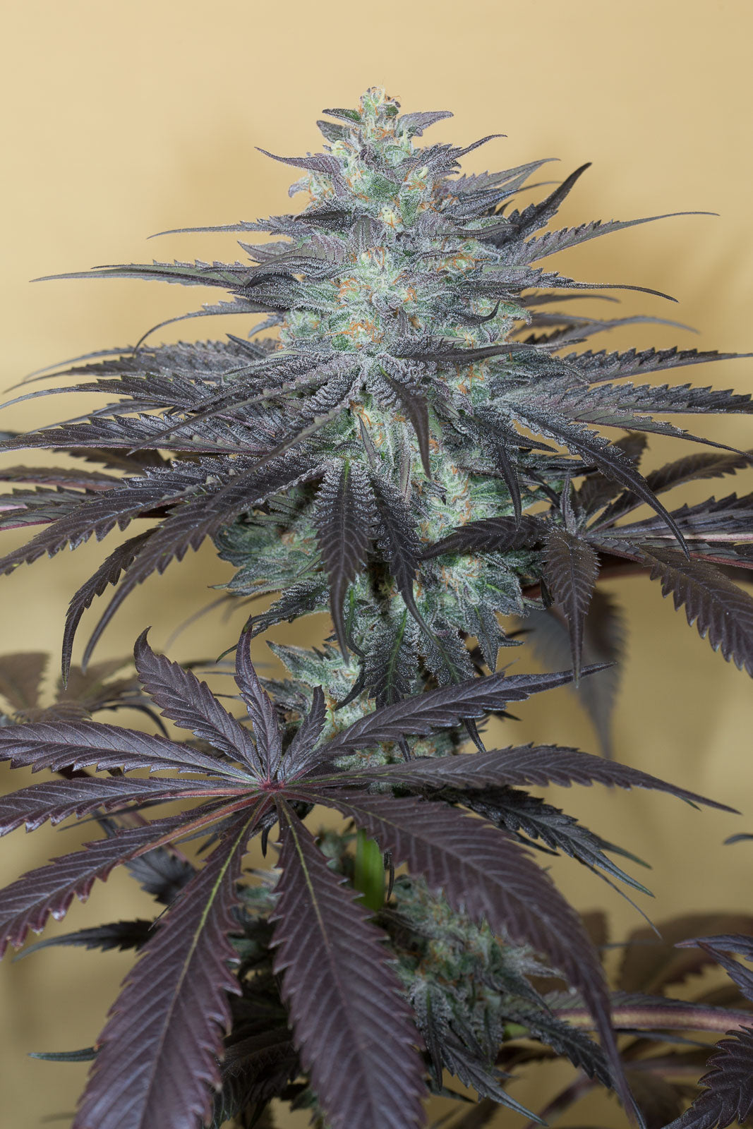 Humboldt Seeds Bubba Kush 2.0 Feminisiert