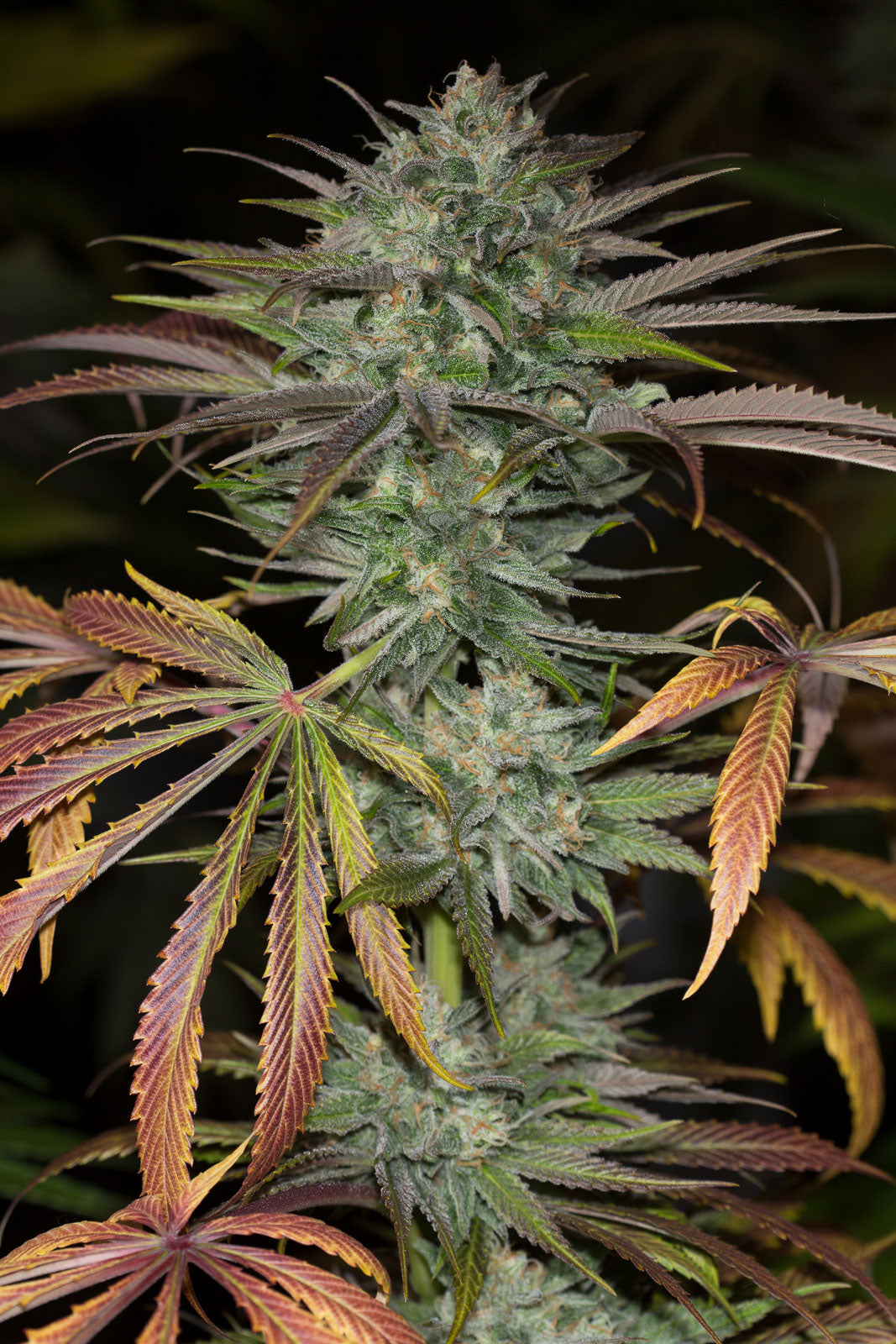 Humboldt Seeds Bubba Kush 2.0 Feminisiert