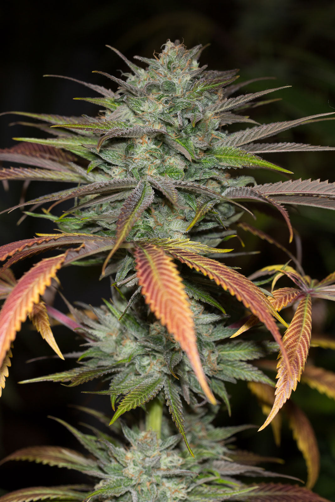 Humboldt Seeds Bubba Kush 2.0 Feminisiert