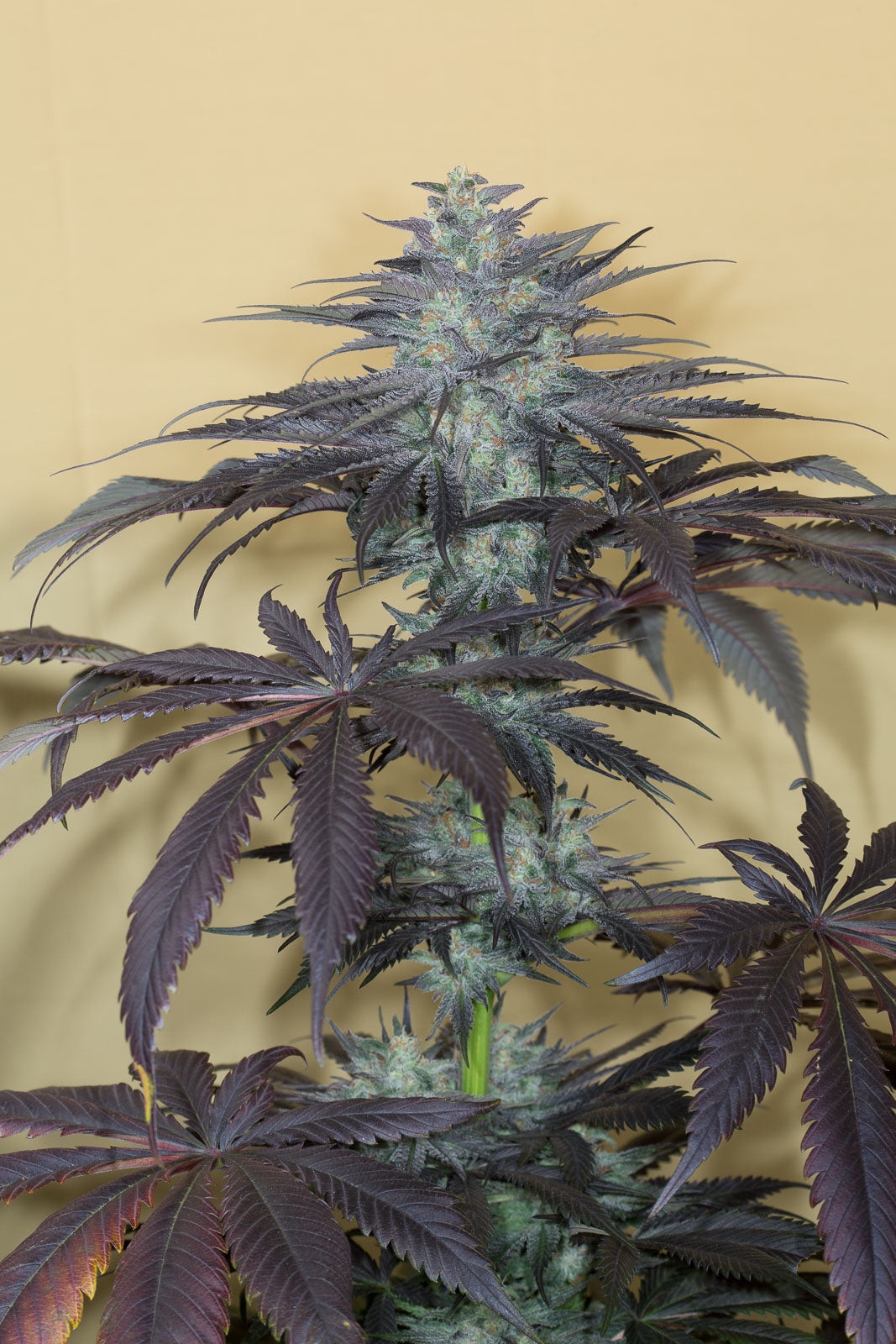 Humboldt Seeds Bubba Kush 2.0 Feminisiert