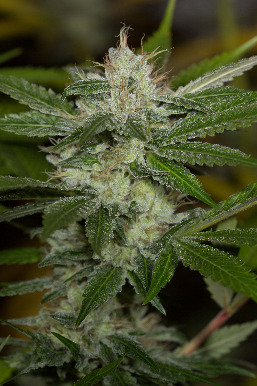 Humboldt Seeds Chemdawg Regulär