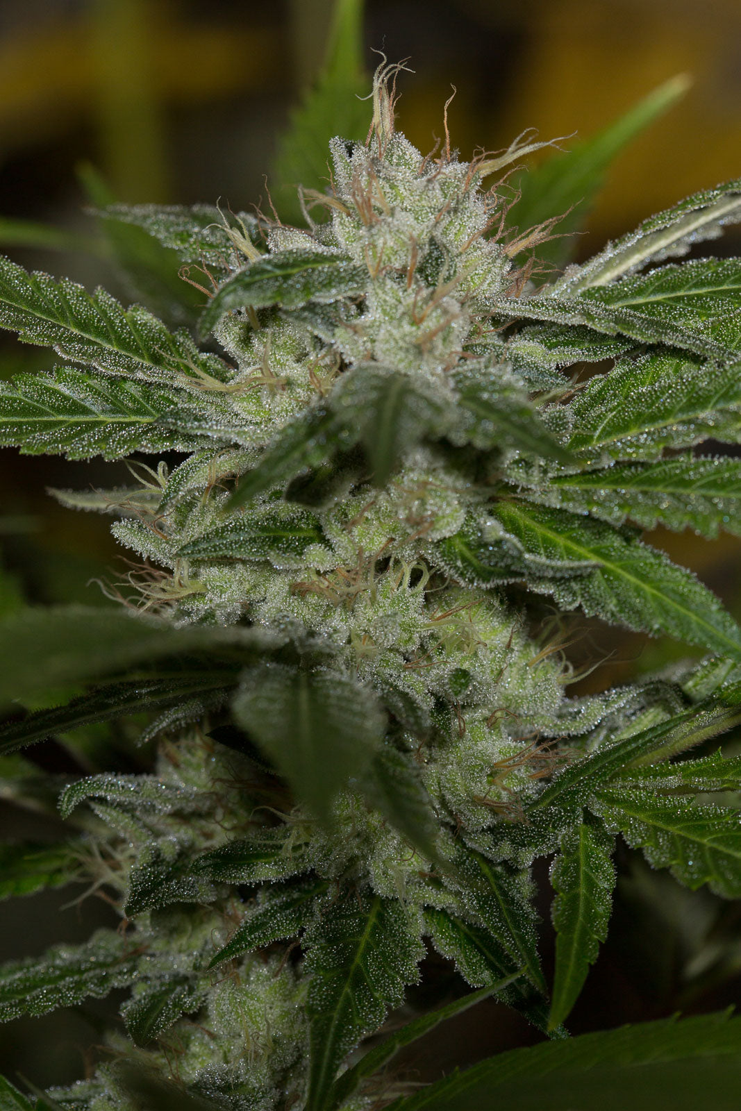 Humboldt Seeds Chemdawg Feminisiert