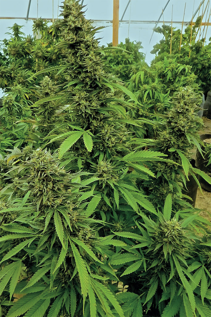 Humboldt Seeds Chemdawg Regulär
