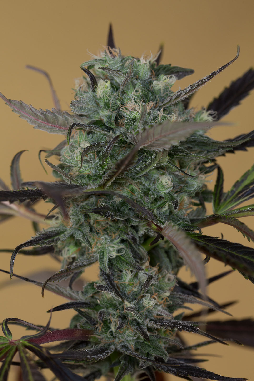 Humboldt Seeds Chemdawg Regulär