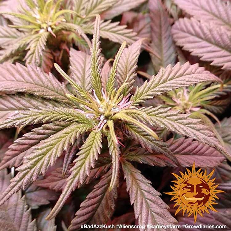 Barney's Farm Bad Azz Kush, feminisiert
