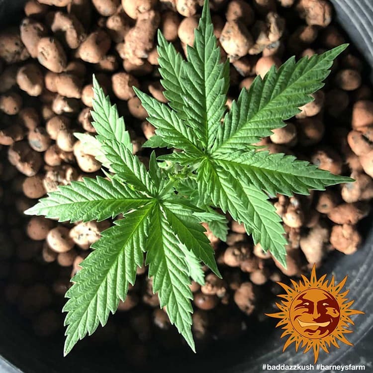 Barney's Farm Bad Azz Kush, feminisiert