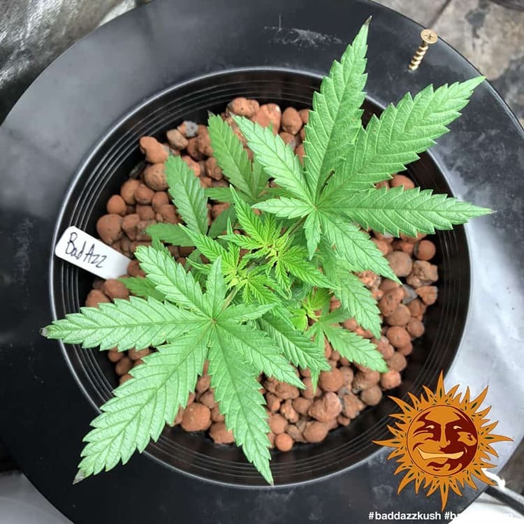Barney's Farm Bad Azz Kush, feminisiert