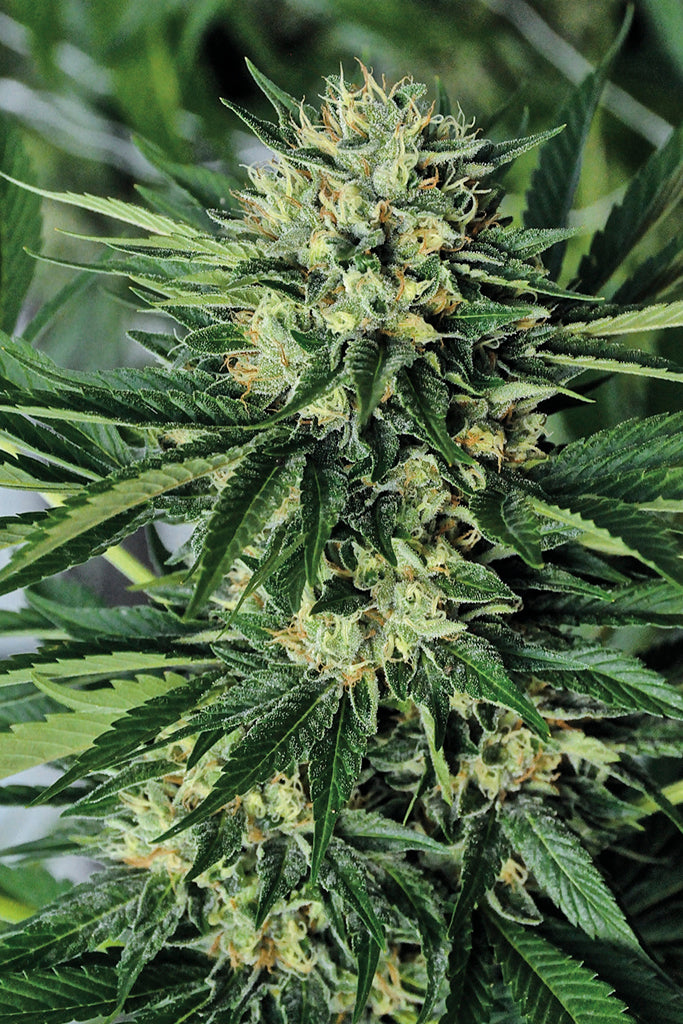 Humboldt Seeds Dr Greenthumb´s Em-Dog von B-Real Feminisiert