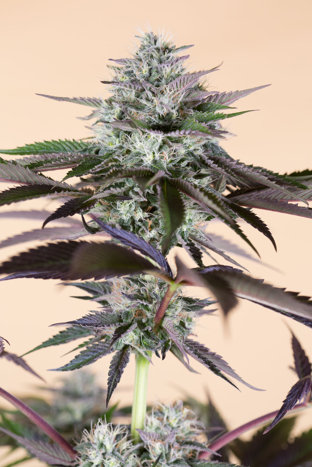 Humboldt Seeds Lost Coast Hashplant Feminisiert