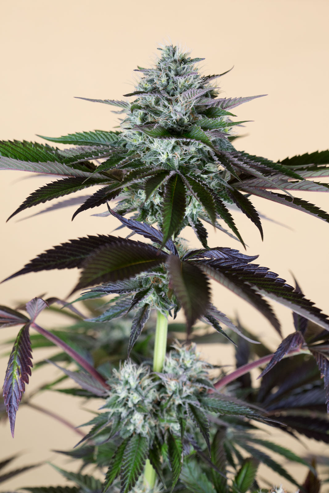 Humboldt Seeds Lost Coast Hashplant Feminisiert