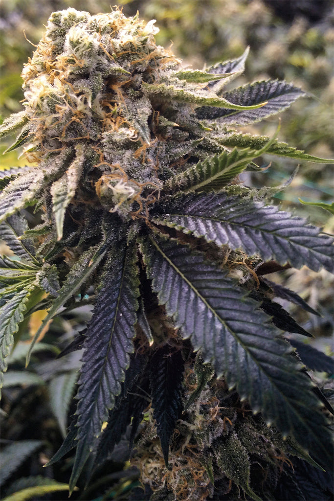 Humboldt Seeds Lost Coast Hashplant Feminisiert