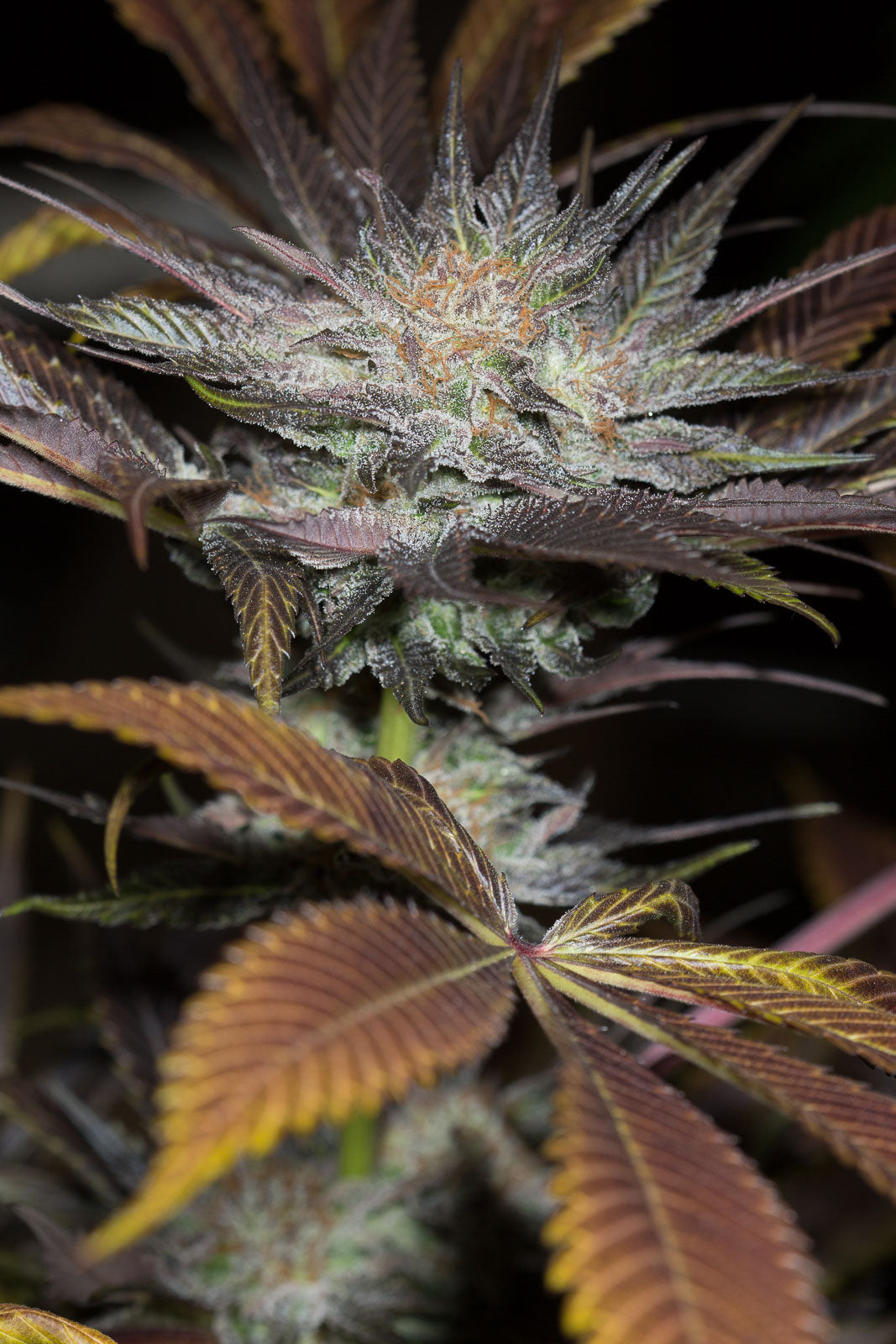 Humboldt Seeds Lost Coast OG Feminisiert