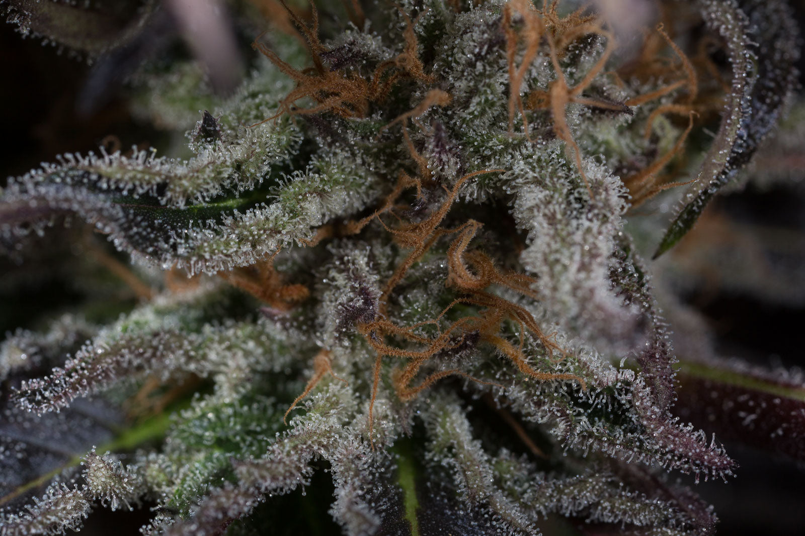 Humboldt Seeds Lost Coast OG Feminisiert