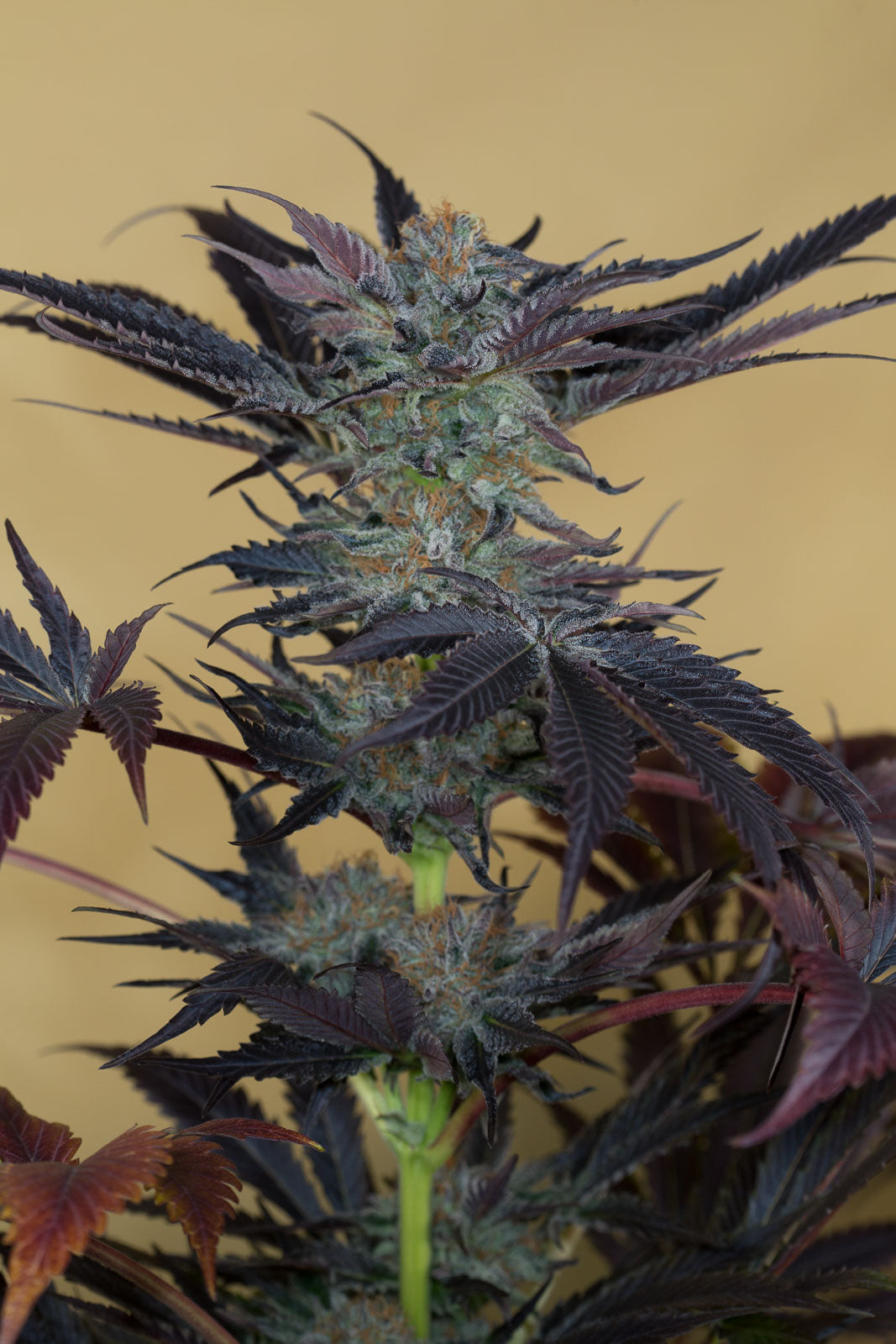 Humboldt Seeds Lost Coast OG Feminisiert