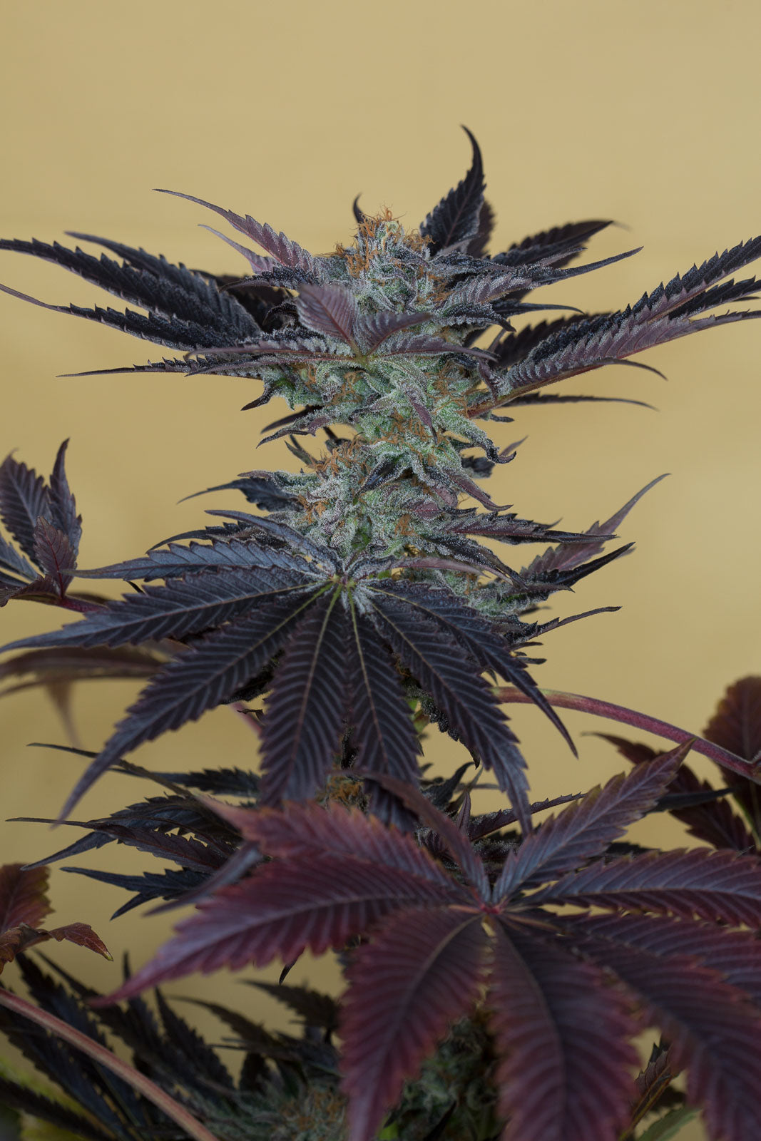 Humboldt Seeds Lost Coast OG Feminisiert