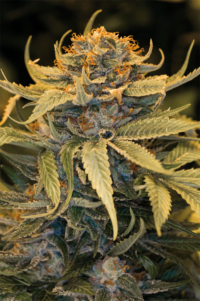 Humboldt Seeds Lost Coast OG Feminisiert