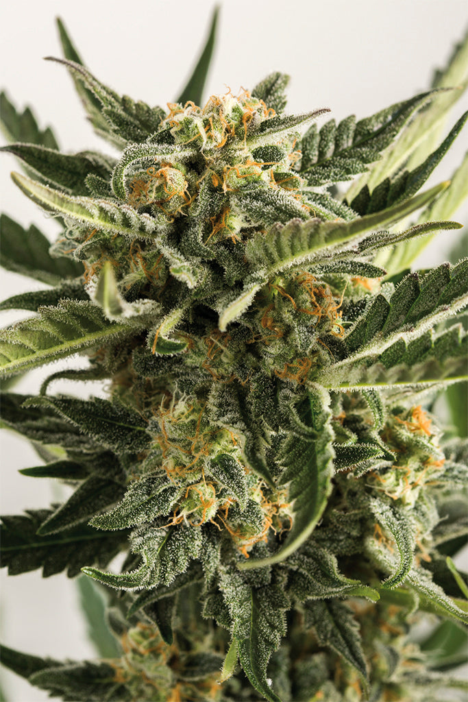 Humboldt Seeds Lost Coast Skunk Autoflowering