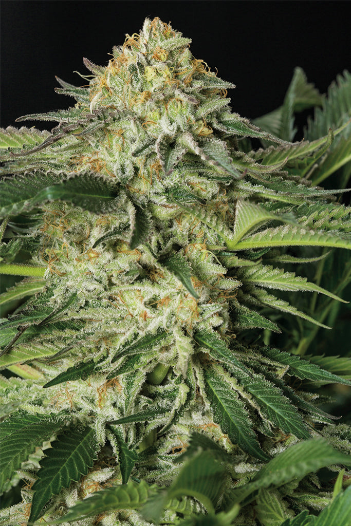Humboldt Seeds Lemon Garlic OG Feminisiert