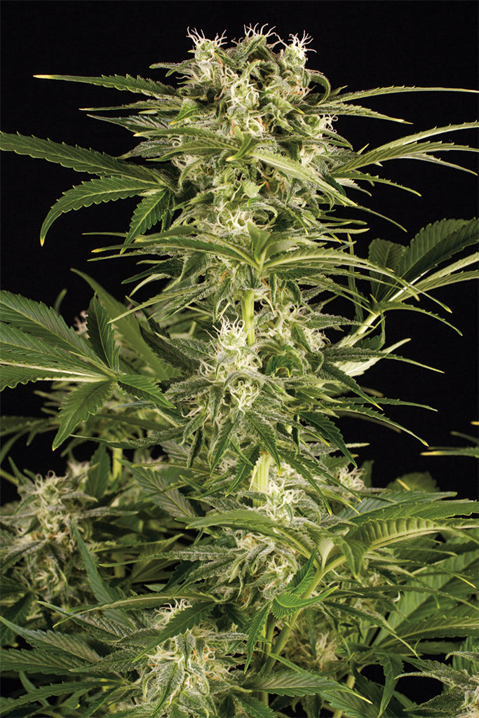 Humboldt Seeds Lemon Juice Express Autoflowering