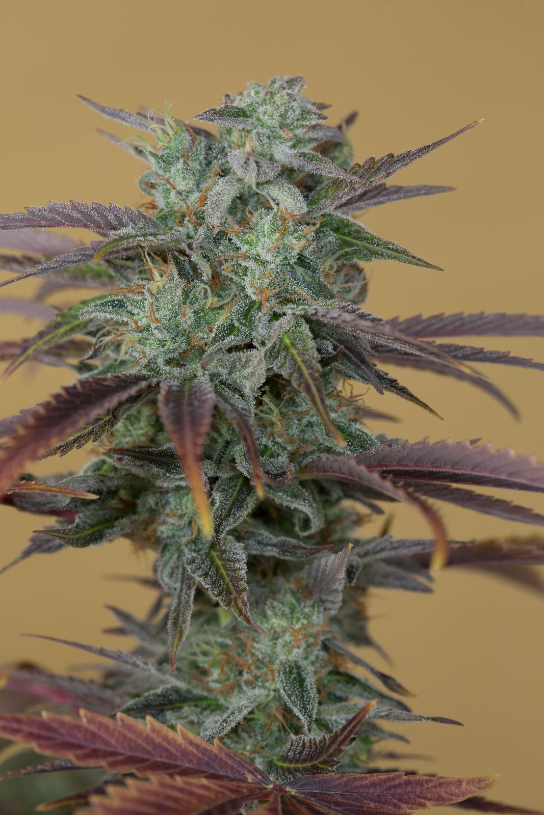 Humboldt Seeds Lemon Kush Stirnband feminisiert