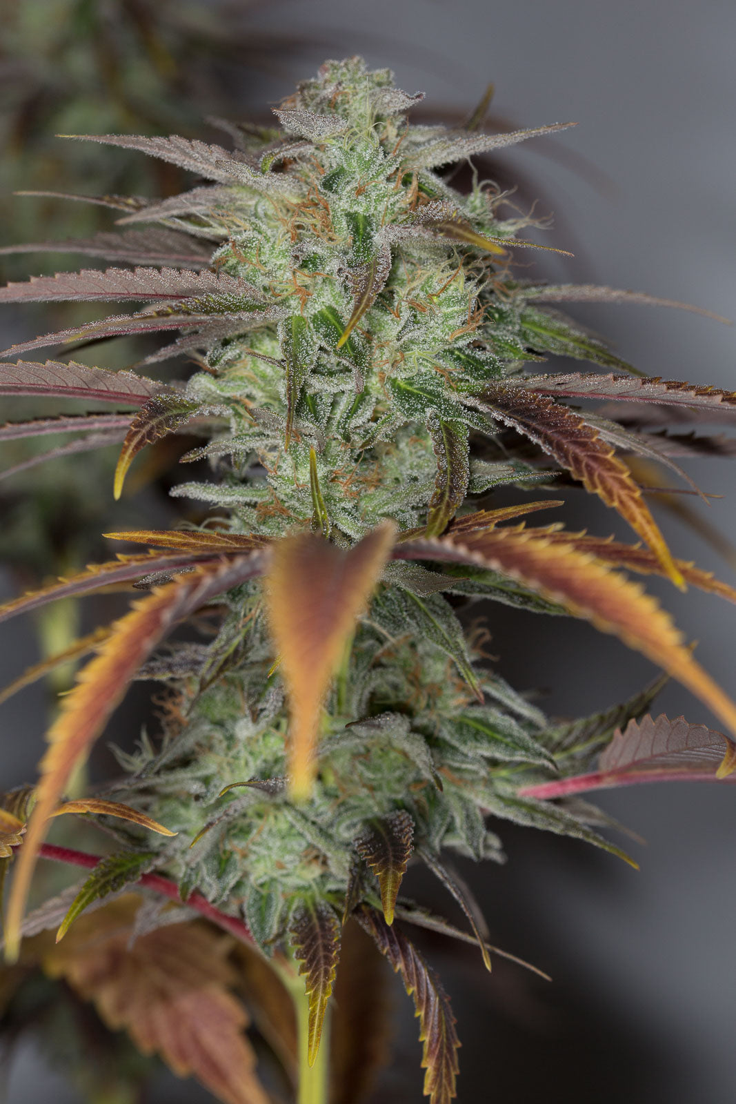 Humboldt Seeds Lemon Kush Stirnband feminisiert
