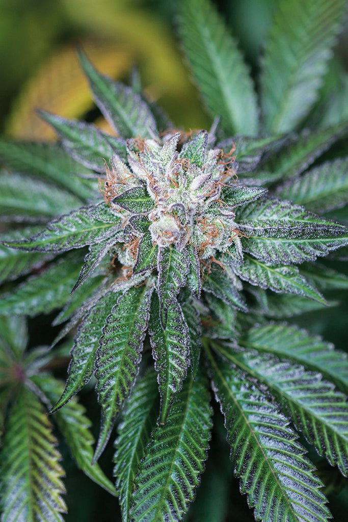 Humboldt Seeds Master Kush Feminisiert