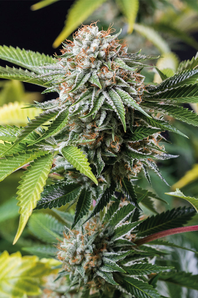 Humboldt Seeds Mango Sapphire feminisiert
