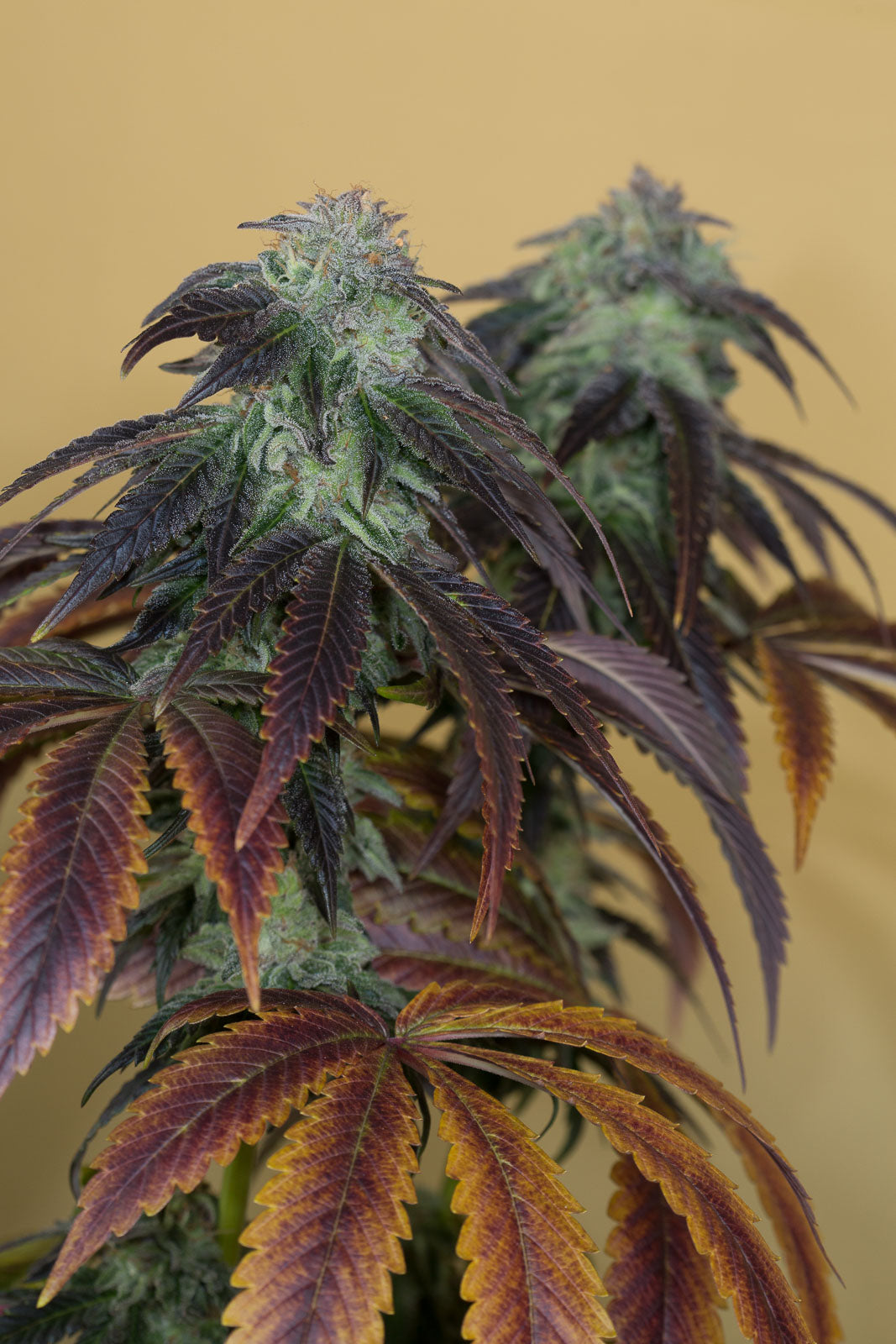 Humboldt Seeds OG Kush Feminisiert