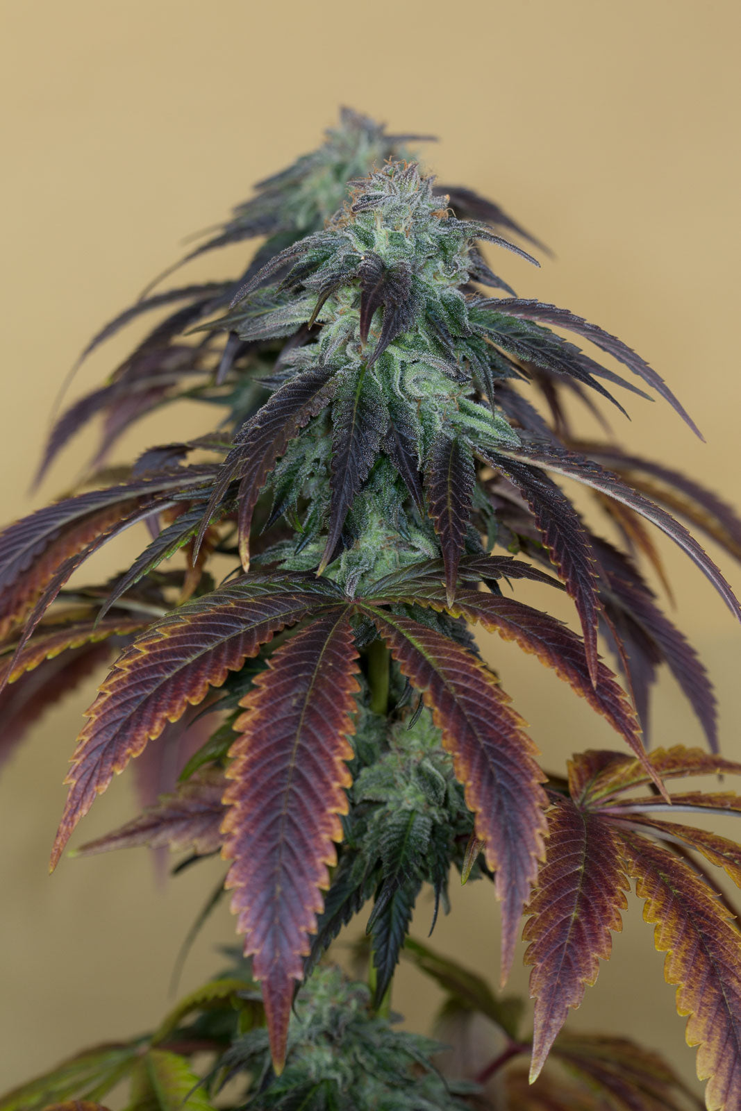 Humboldt Seeds OG Kush Regular