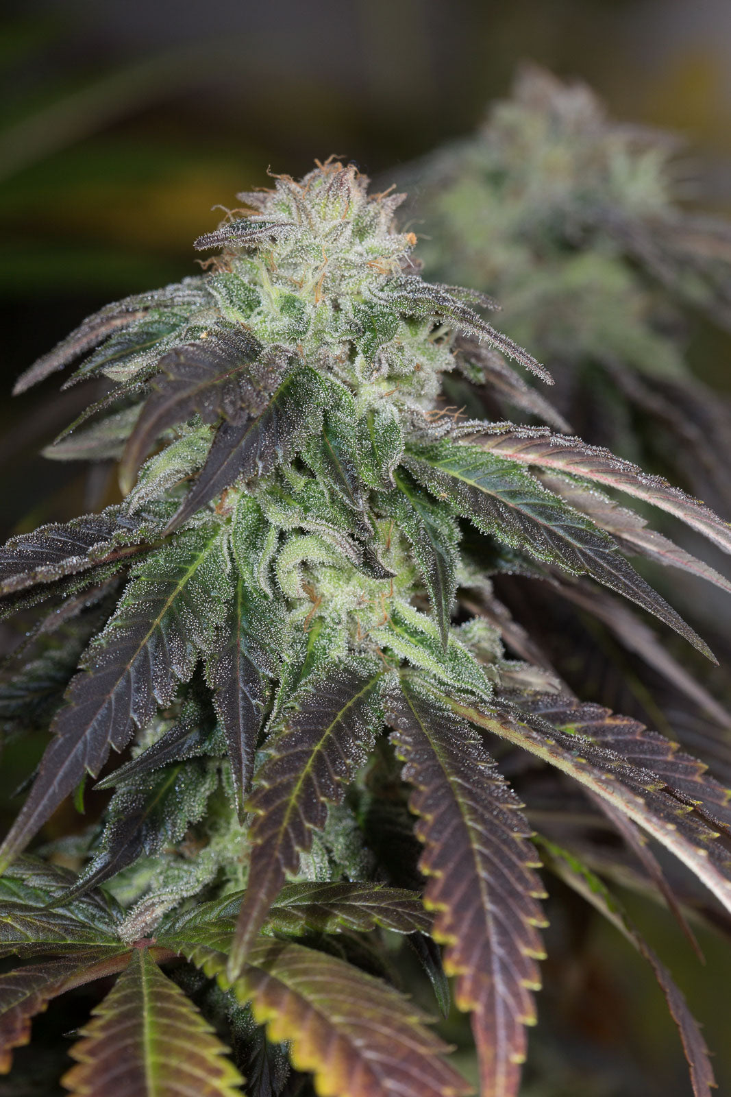 Humboldt Seeds OG Kush Regular