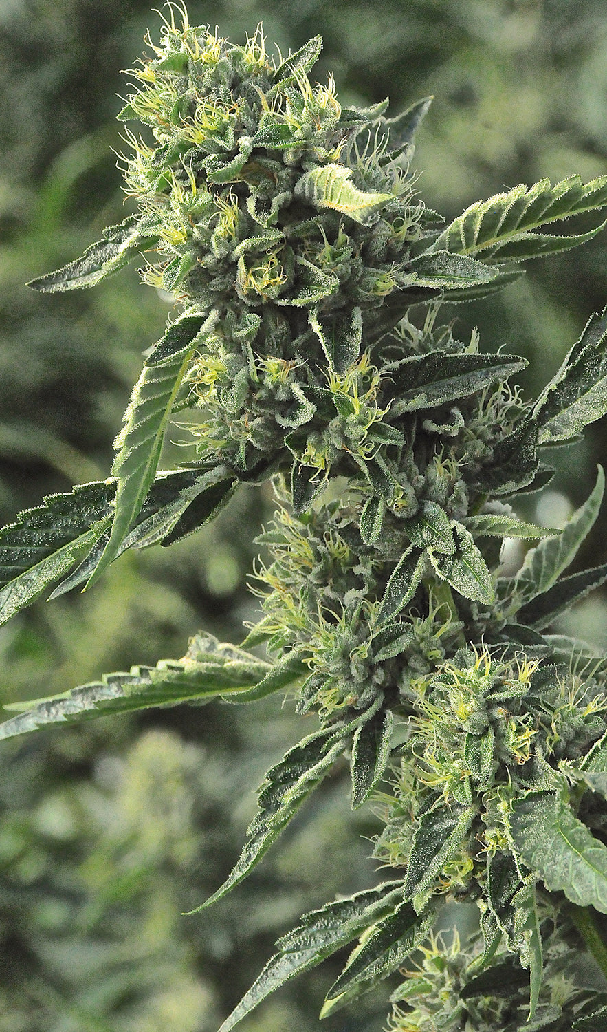 Humboldt Seeds OG Kush Regular