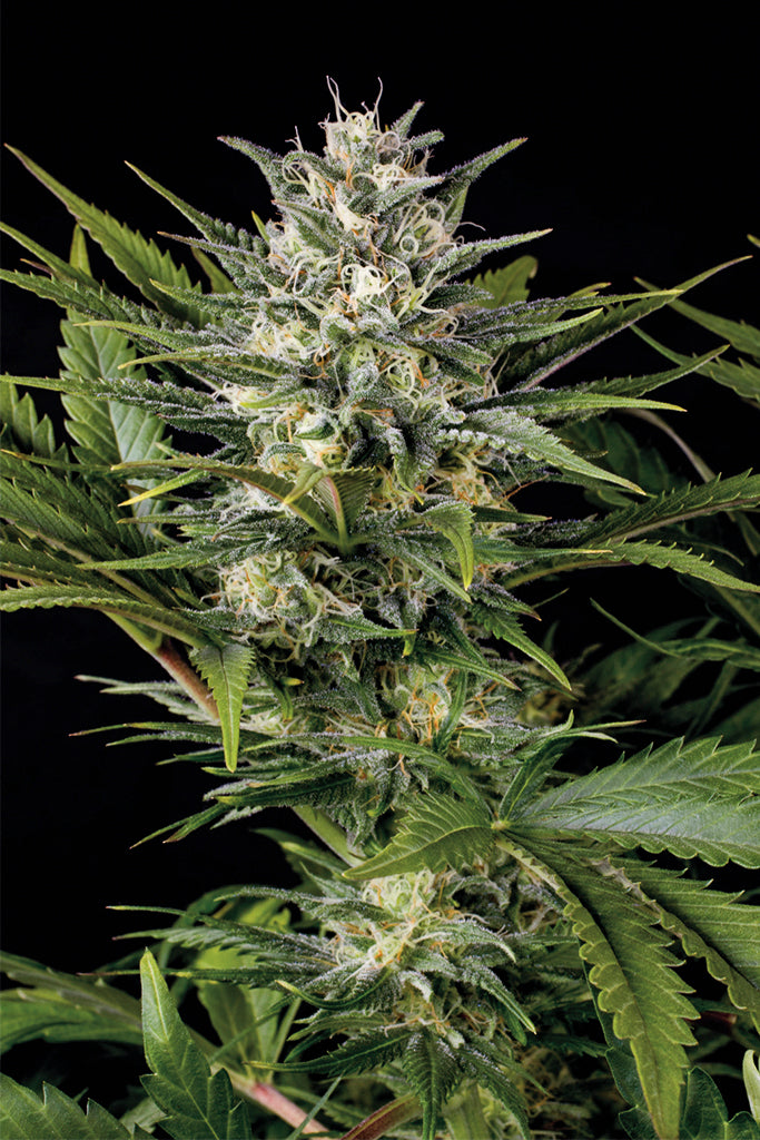 Humboldt Seeds Pineapple Skunk Regular