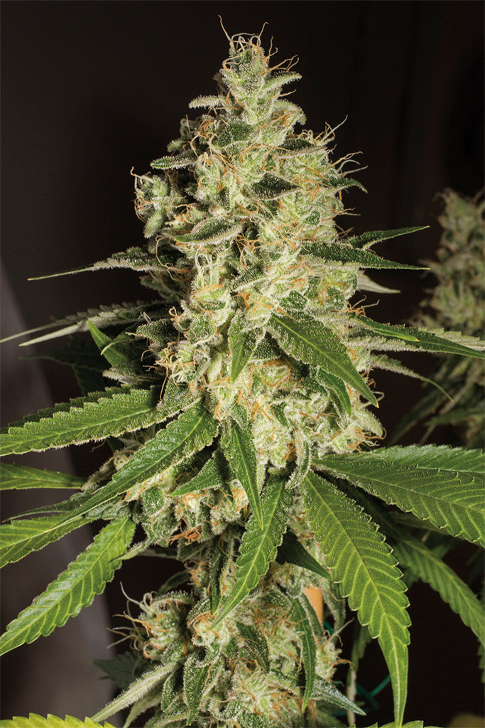Humboldt Seeds Raspberry Diesel Feminisiert