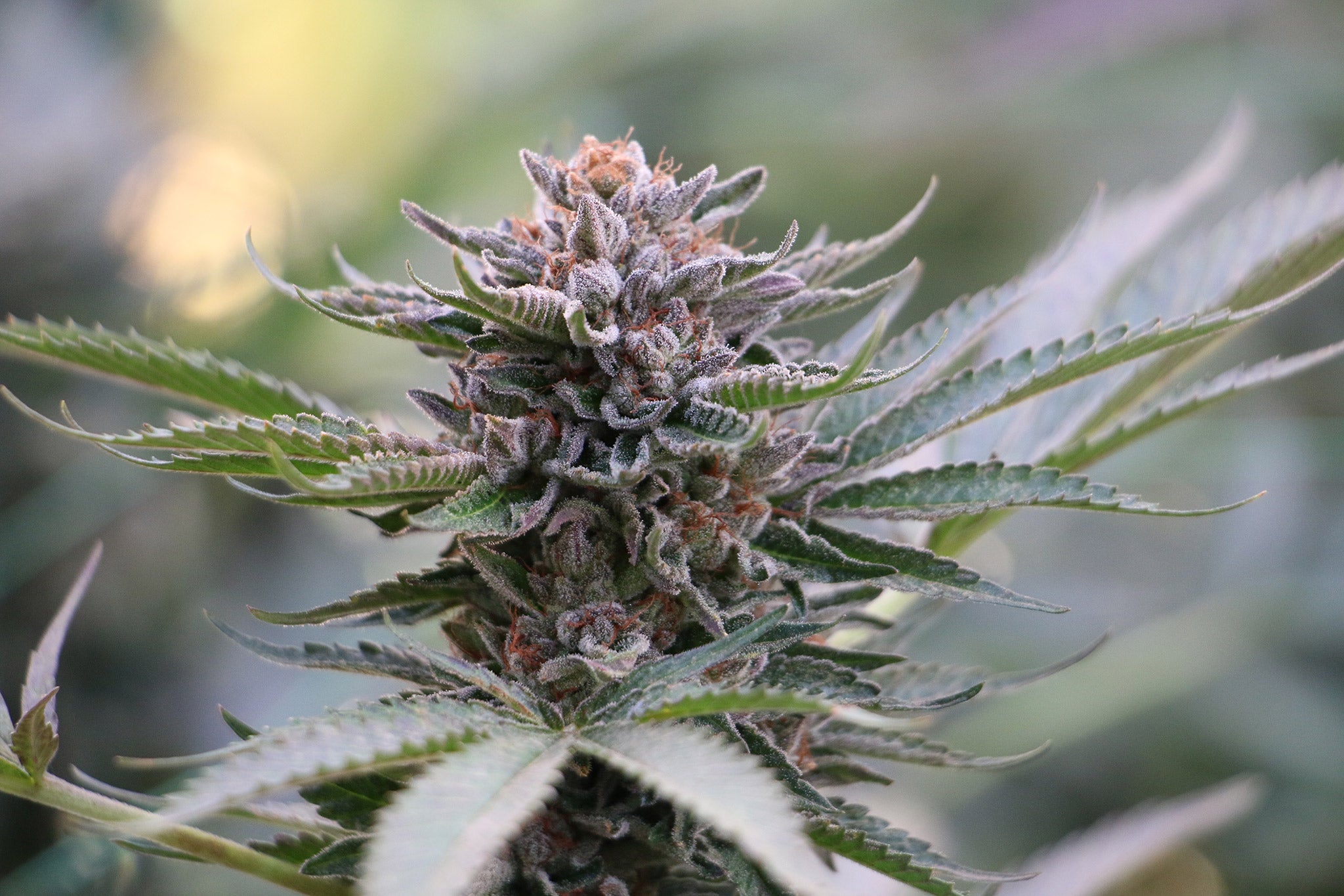 Humboldt Seeds Organization Sapphire Scout feminisiert