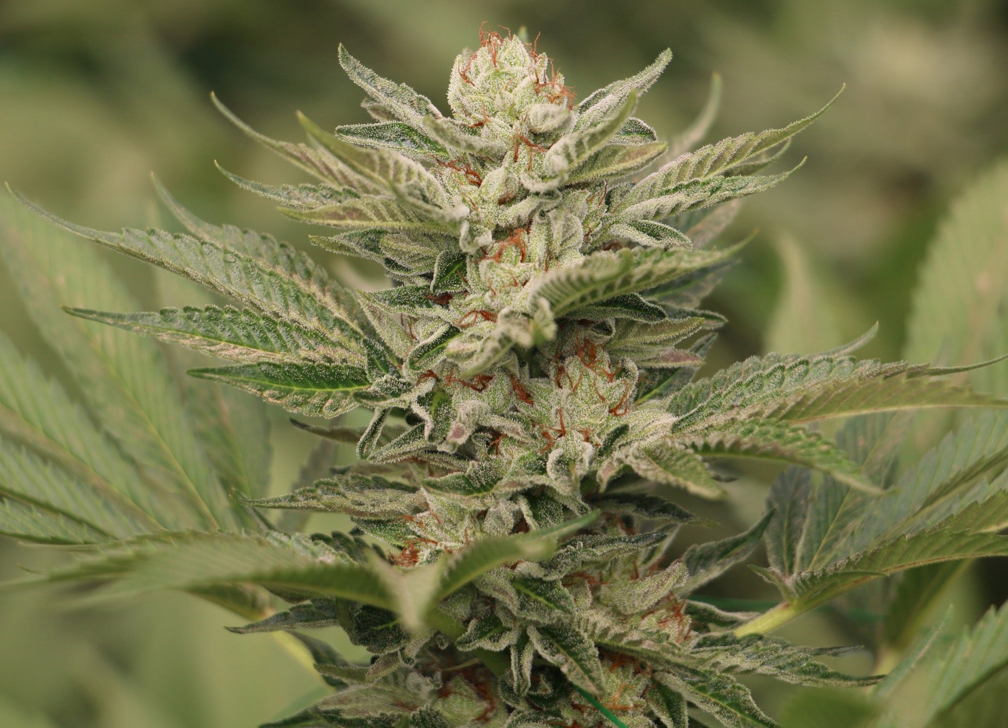 Humboldt Seeds Organization Sapphire Scout feminisiert