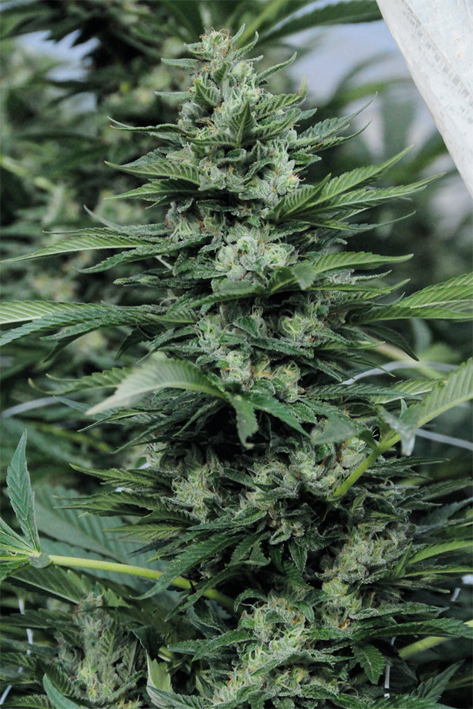 Humboldt Seeds Sour Diesel #2 Regulär