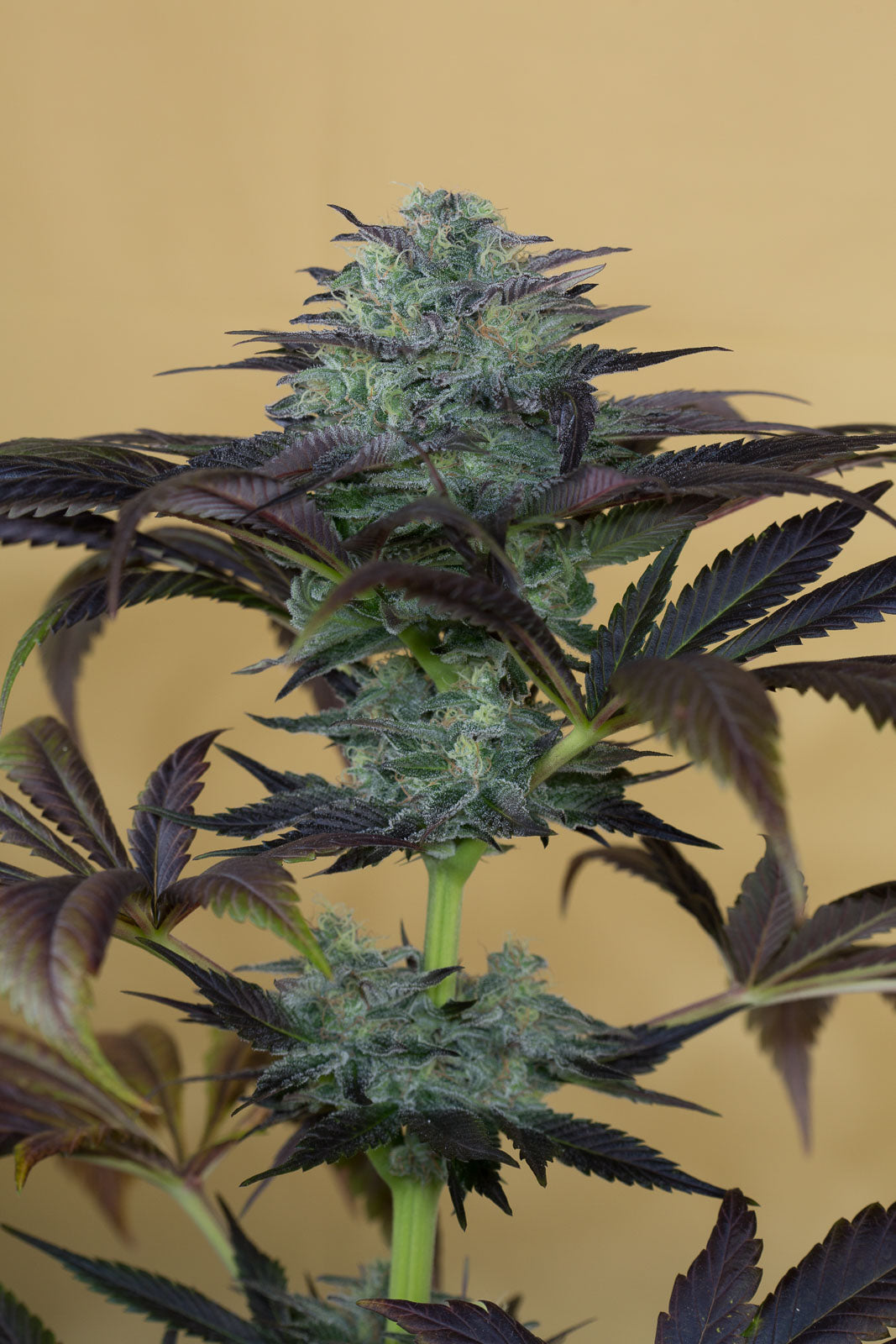 Humboldt Seeds Sapphire OG Feminisiert