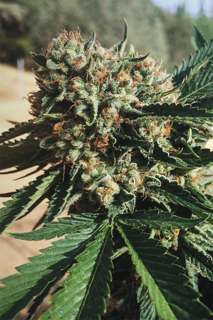Humboldt Seeds Sapphire OG Feminisiert