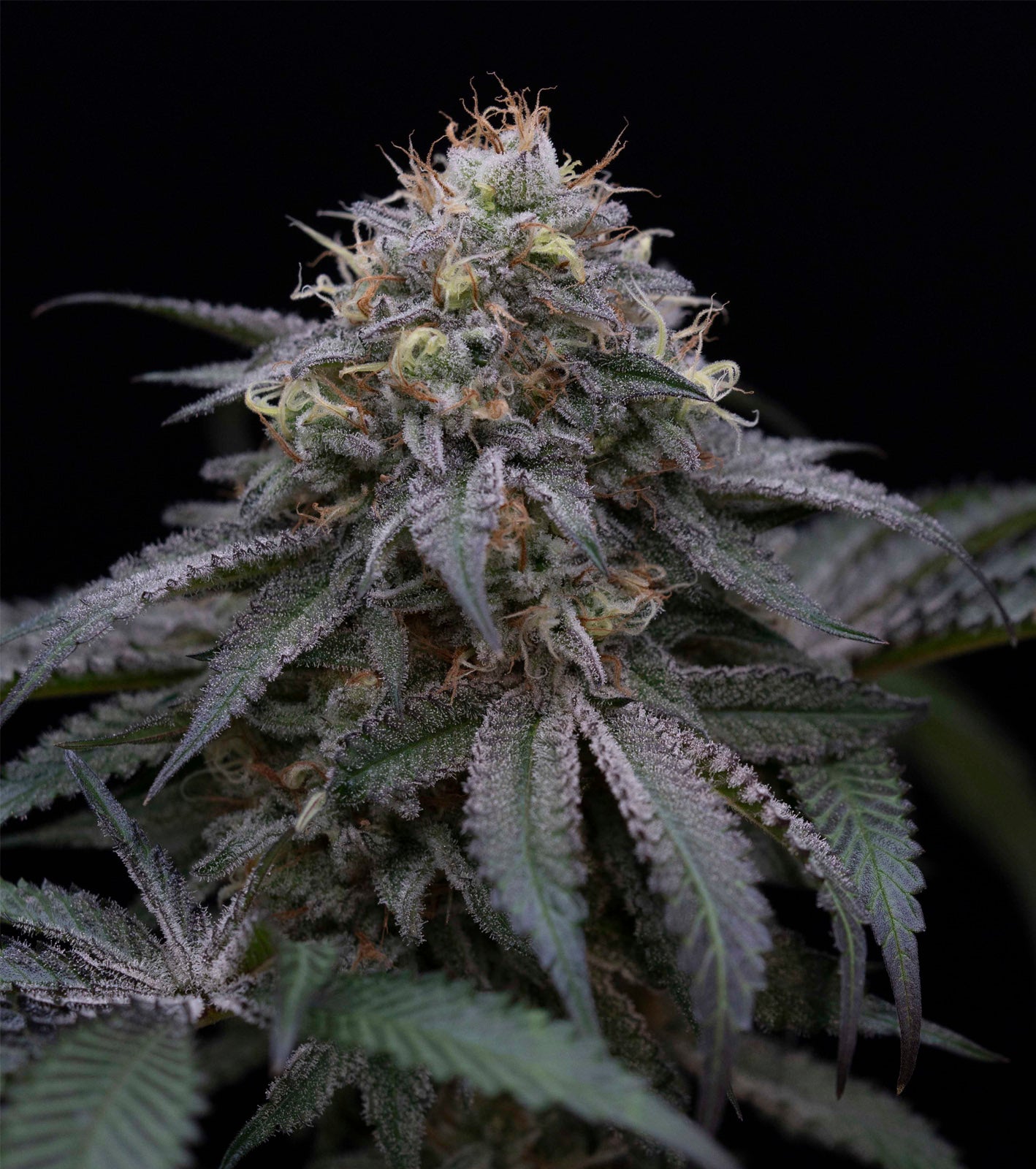 Humboldt Seeds Organization Sugar Breath feminisiert