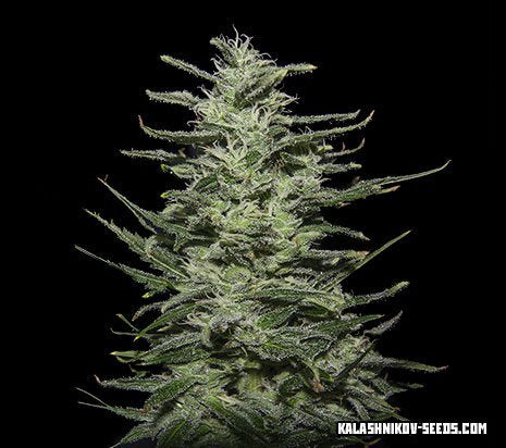 Kalashnikov Seeds Amnesia Molotov Feminisiert