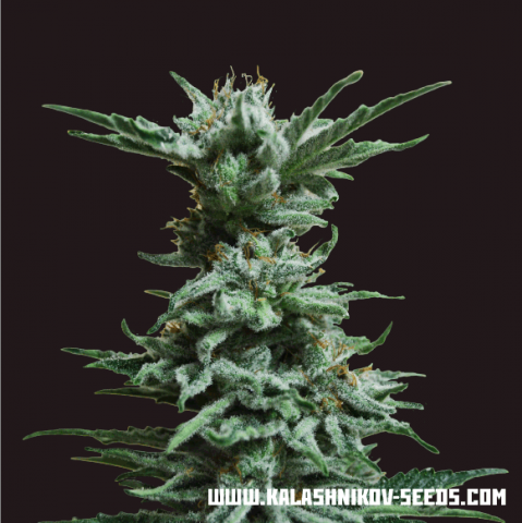 Kalashnikov Seeds AK Skunk Feminisiert