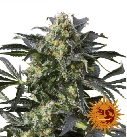 Barney's Farm Crimea Blue Feminisiert