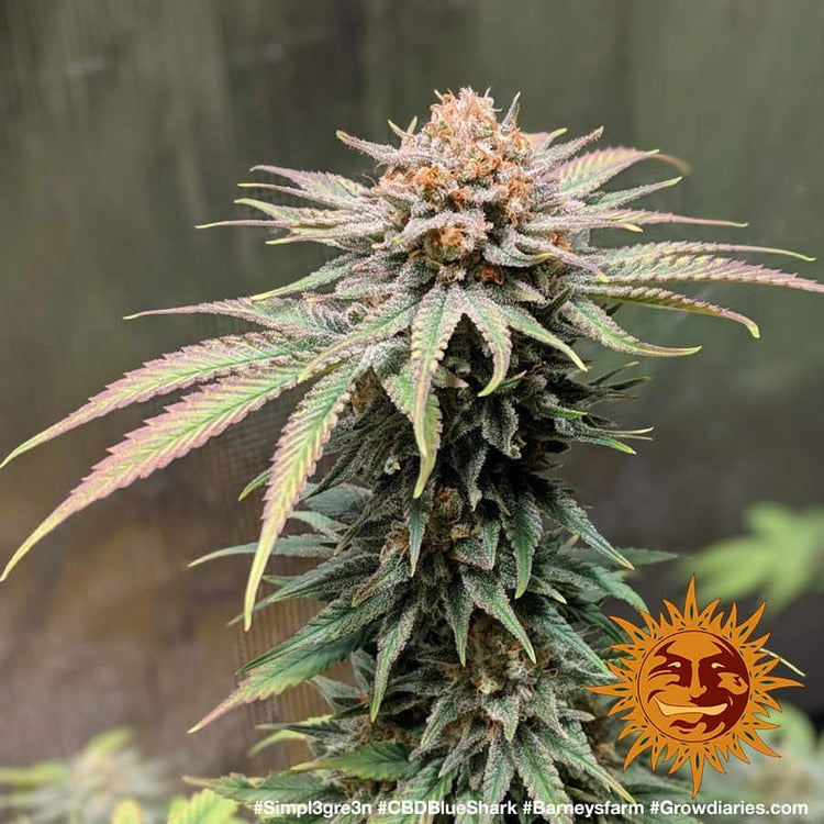 Barney's Farm CBD Blue Shark, feminisiert