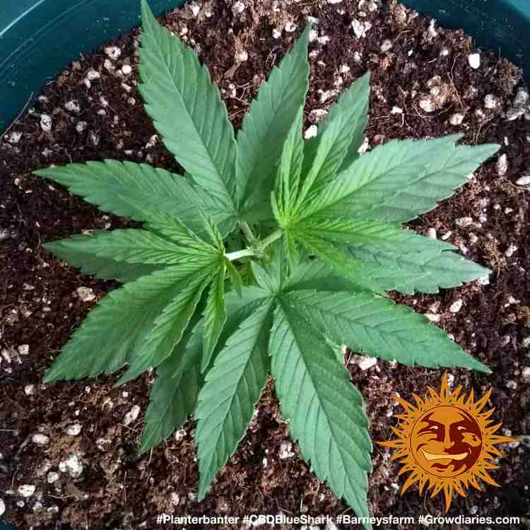 Barney's Farm CBD Blue Shark, feminisiert