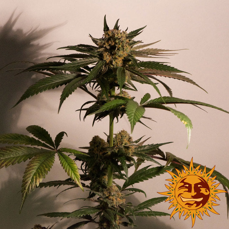 Barney's Farm CBD Blue Shark, feminisiert