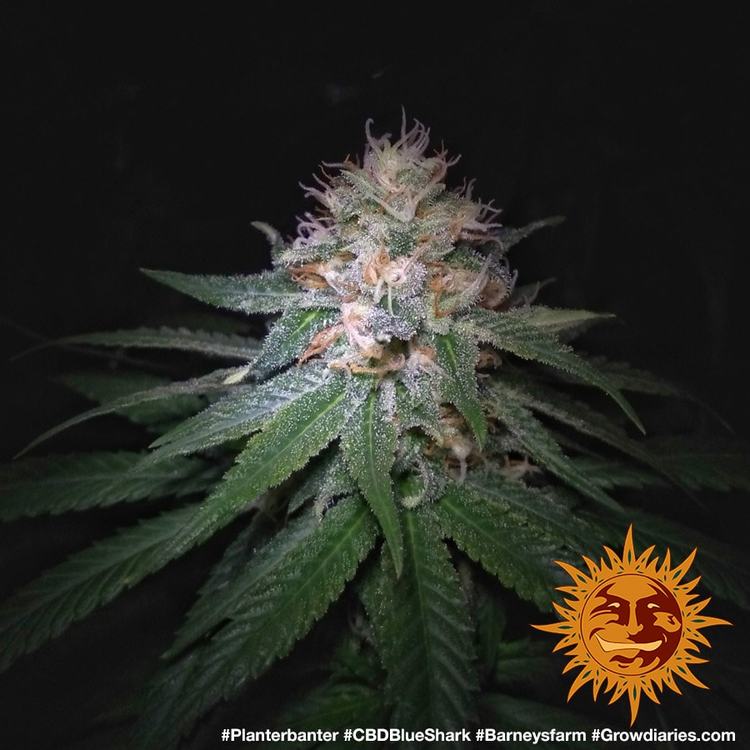 Barney's Farm CBD Blue Shark, feminisiert