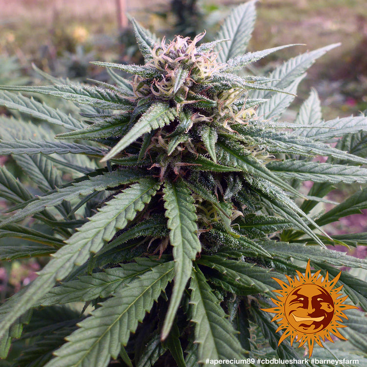 Barney's Farm CBD Blue Shark, feminisiert