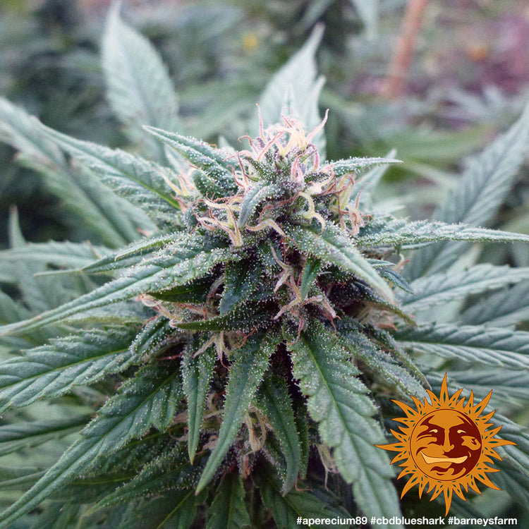 Barney's Farm CBD Blue Shark, feminisiert