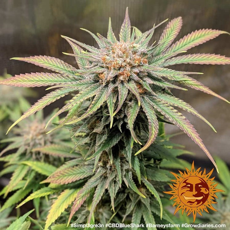 Barney's Farm CBD Blue Shark, feminisiert